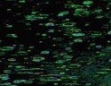 Data Stream